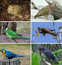 Image result for parrot