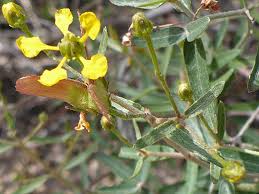 Image result for Janusia mediterranea