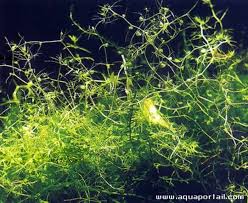 Image result for Utricularia gibba