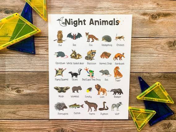 Nocturnal Animal Poster, Night Animals, Science, Homeschool Printable,  Learning and School, Night Creatures, Classroom Decor, Educational - Etsy