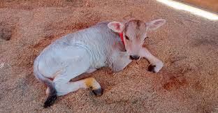 Arequipa: INIA logró nacimiento de ternero Brown Swiss de alta calidad genética para fortalecer la producción láctea