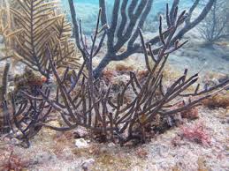 Image result for Empogona coriacea