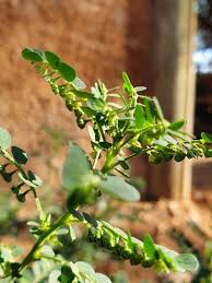 Image result for Phyllanthus friesii