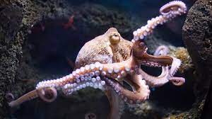 Its large nervous system is a sign of intelligence. Bbc Learning English 6 Minute English How Intelligent Is The Octopus