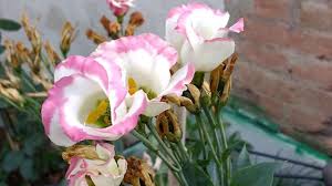 Check spelling or type a new query. Lisianthus Eustoma Youtube