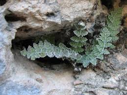 Image result for Pteridaceae