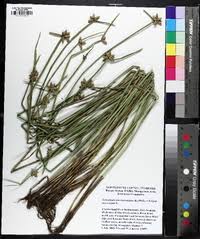 Image result for Schoenoplectiella mucronata