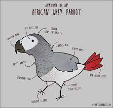The Ultimate African Grey Parrot Care Sheet Before You Buy That African Grey Parrot For Sale African Grey Parrot African Grey Parrot