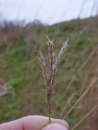Image result for Andropogon