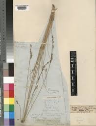 Image result for Festuca caprina