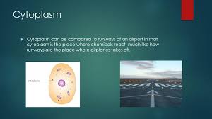 Cell analogy airport by joe behrmann and isaac thompson pdf. Airport Cell Analogy Ridzky R Anwar Ppt Download