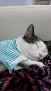 Ansey Photo Home Tatli Uykular Kedi Cats Kedi Evi