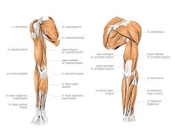 To warm up the spine, we are taking some seated cat and cow movements, inhaling, to raise the collar bones and open up the chest. Schulter Yogahilft De