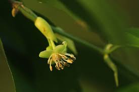 Image result for Drypetes arguta