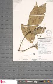 Image result for Rinorea ilicifolia