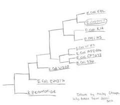 E Coli O157 H 7 Classifaction