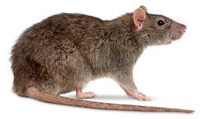 Toppng contain millions of high quality free png images, icons, vectors and background images, enjoy with free download for all design needs. Rat Resolution 960x565 Hd Png Download Cppng Com