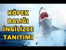Kopek Baligi Ingilizce Tanitimi Youtube