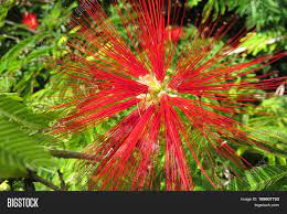 Hello, can anyone tell me if this shrub / tree has a deep root system or tap root. Red Calliandra Image Photo Free Trial Bigstock