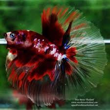Shop Nice Betta Thailand Co Ltd Betta Fish Care Betta Breeding Betta Fish