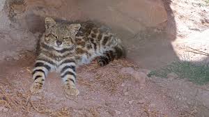 The colocolo (leopardus colocolo) is a small spotted and striped cat native to the west andean slope in central and northern chile.2 until recently it. Wildkatze Der Anden Foto Bild Natur Tiere Wildlife Bilder Auf Fotocommunity
