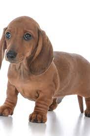 Adorable Male Dachshund Puppy On White Background Dachshund Dog Dachshund Dachshund Love