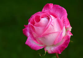 Résultat de recherche d'images pour "rose"