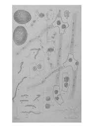 Image result for Anthericopsis sepalosa