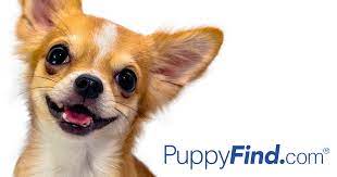Find Your Perfect Puppy At Puppyfind Com Browse Through Breeders With Puppies Of All Types For Sale And Dogs For Ado Puppies For Sale Puppy Find Dog Adoption