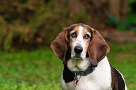 Image result for basset hound