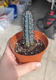 Image result for Pycreus aethiops