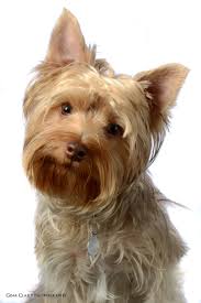 Contact piccolo the golddust yorkie on messenger. Prices Red River Yorkies