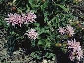 Acourtia runcinata (Featherleaf desertpeony) | Native Plants of ...