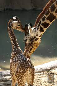 Welcome To The Largest Zoological Experience In Texas Giraffe Dallas Zoo Baby Giraffe