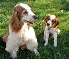 Penny Lane The Welsh Springer Spaniel With Images Welsh Springer Spaniel Springer Spaniel