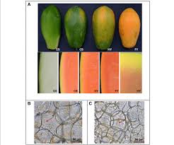 Is papaya the same as pawpaw? Papaya Coloration During Papaya Fruit Ripening A The Color Of Peel Download Scientific Diagram
