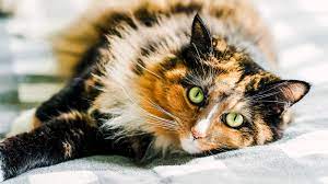 Reasons Why You Should Spay Your Cat Go Solutions