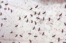 We did not find results for: Organic Ways To Get Rid Of Fruit Flies And Gnats Agriculturegoods