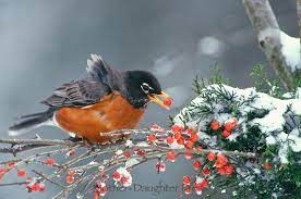Holly Berries In Snow Google Search Johnny Jump Up Evergreen Robin