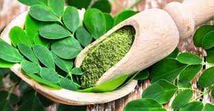 Image result for Moringa oleifera