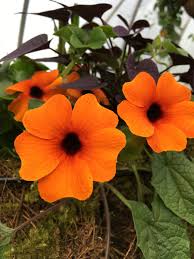 Image result for Thunbergia annua