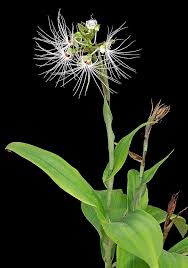 Image result for Habenaria