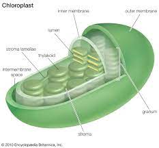 We did not find results for: Chloroplast Definition Function Structure Location Diagram Britannica