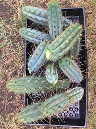 The peruvian torch cactus is normally lumped into the varieties of san pedro, which contains a powerful while not illegal to grow without intent to consume its psychedelic flower how to identify a peruvian torch cactus. Peruvian Torch Trichocereus Peruvianus Cactus Cutting Fine Specimen Cactus Kingdom