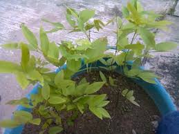 Si se contiene una solución acuosa con el catión pb²⁺ y se lo hace reaccionar con el anión i. Lluvia De Oro Con Plaga