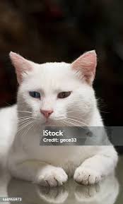 Portrait Of White Cat Stock Photo