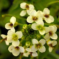 Image result for Nasturtium officinale