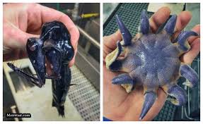 اغرب الصور weird pictures december holidays wonder