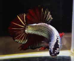Giant Live Betta Fish Red Spender Copper 2 3 Thailand Plakat Hmpk Halfmoon Pk6 Betta Fish Betta Betta Breeding