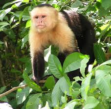 Today, more than 30,000 species are threatened with extinction, and thousands would already be lost without tireless conservation efforts. Capuchin Monkey Wikipedia